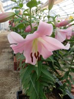 [5521 PO21 Bellamonte No02.JPG]